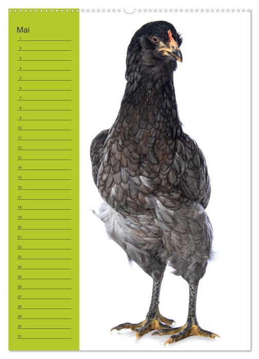 Kunterbunte Hühner Truppe (CALVENDO Wandkalender 2025)