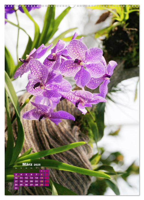 Orchideenschätze (CALVENDO Premium Wandkalender 2025)