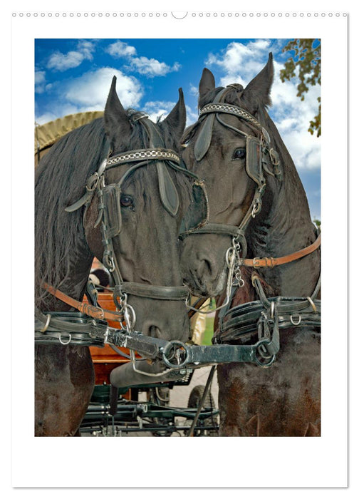 Kutschpferde im Portait (CALVENDO Wandkalender 2025)