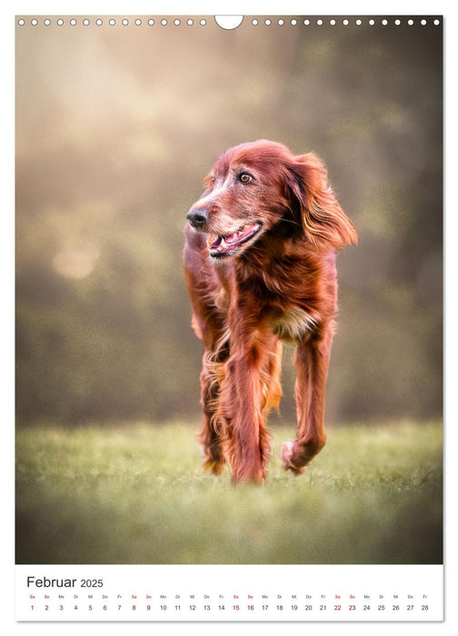 Hunde - Unsere treuen Wegbegleiter. (CALVENDO Wandkalender 2025)