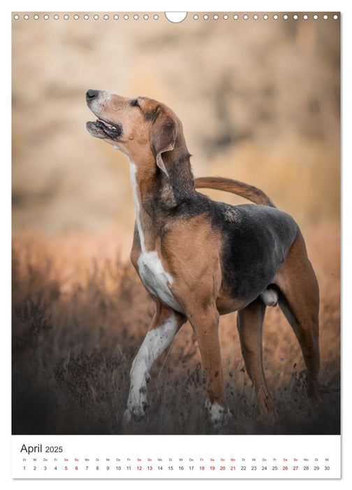 Hunde - Unsere treuen Wegbegleiter. (CALVENDO Wandkalender 2025)