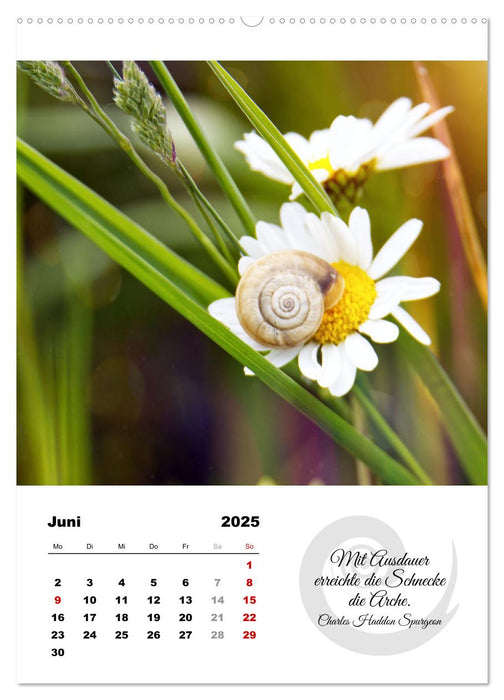 Schnecklein (CALVENDO Wandkalender 2025)