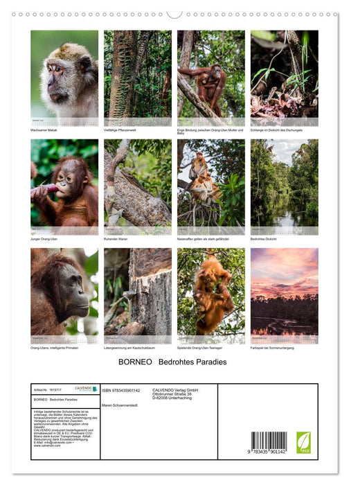 BORNEO Bedrohtes Paradies (CALVENDO Premium Wandkalender 2025)