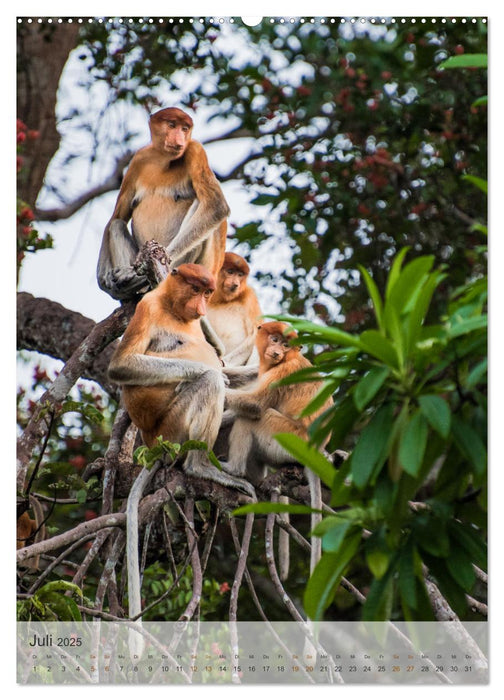 BORNEO Bedrohtes Paradies (CALVENDO Premium Wandkalender 2025)