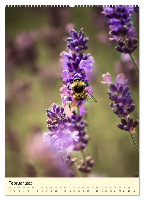 Provence Lavendel Paradies (CALVENDO Wandkalender 2025)