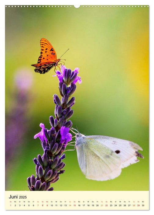 Provence Lavendel Paradies (CALVENDO Wandkalender 2025)