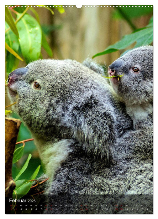 Koalas auf den Pelz gerückt (CALVENDO Premium Wandkalender 2025)