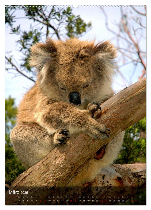 Koalas auf den Pelz gerückt (CALVENDO Premium Wandkalender 2025)