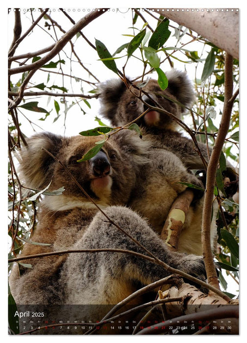 Koalas auf den Pelz gerückt (CALVENDO Premium Wandkalender 2025)