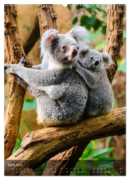 Koalas auf den Pelz gerückt (CALVENDO Premium Wandkalender 2025)