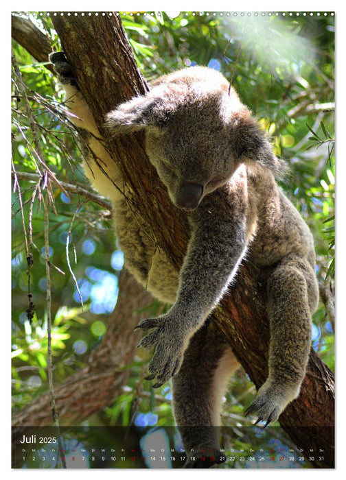 Koalas auf den Pelz gerückt (CALVENDO Premium Wandkalender 2025)