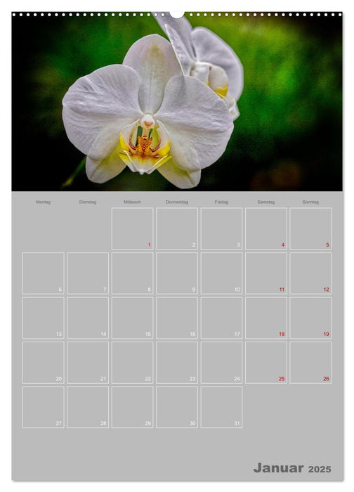 Nachtfalterorchideen in High Dynamic (CALVENDO Wandkalender 2025)