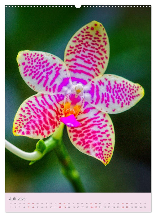 Schmetterlingsorchideen in High Dynamic (CALVENDO Premium Wandkalender 2025)