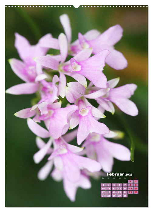 Traumhafte Orchideen (CALVENDO Premium Wandkalender 2025)