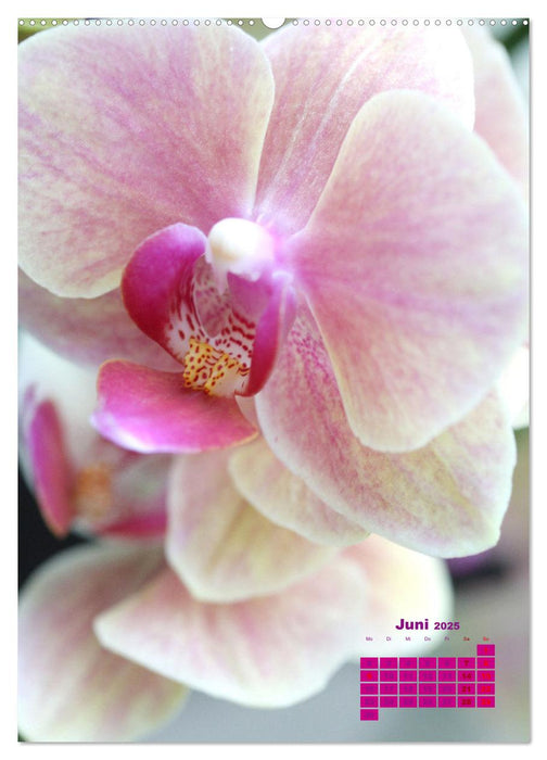 Traumhafte Orchideen (CALVENDO Premium Wandkalender 2025)