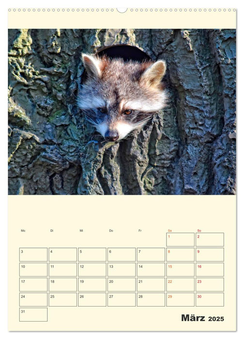 Drolliger Waschbär (CALVENDO Wandkalender 2025)
