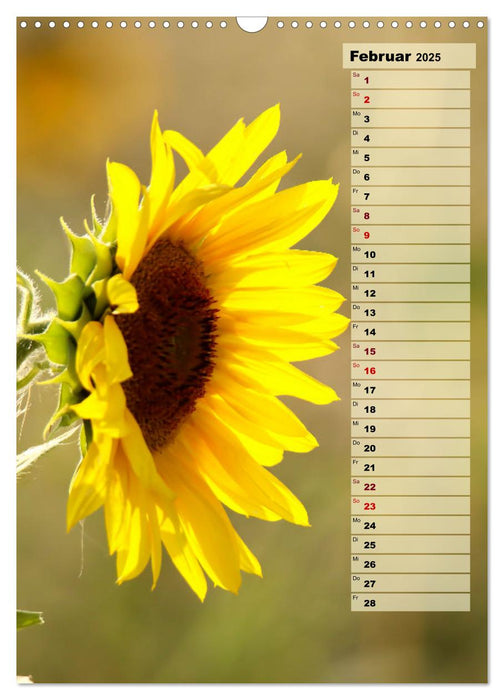 Leuchtende Sonnenblumen, sonnige Aussichten das ganze Jahr (CALVENDO Wandkalender 2025)