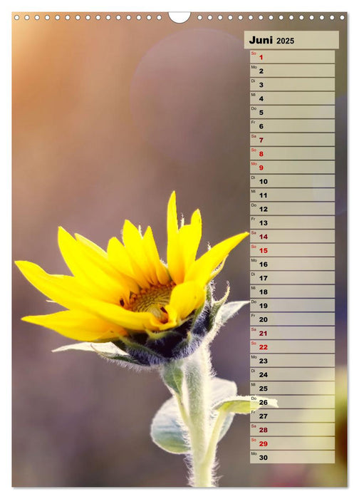 Leuchtende Sonnenblumen, sonnige Aussichten das ganze Jahr (CALVENDO Wandkalender 2025)