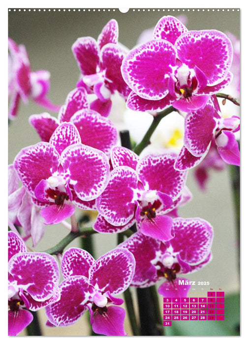 Traumhafte Orchideen (CALVENDO Wandkalender 2025)