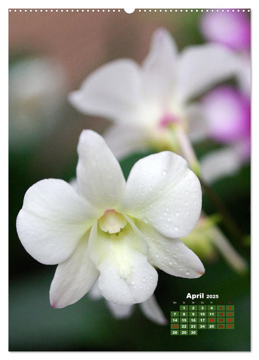 Traumhafte Orchideen (CALVENDO Wandkalender 2025)