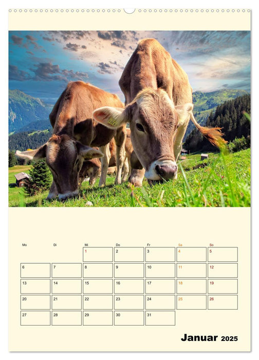 Glückliche Bergkühe (CALVENDO Premium Wandkalender 2025)