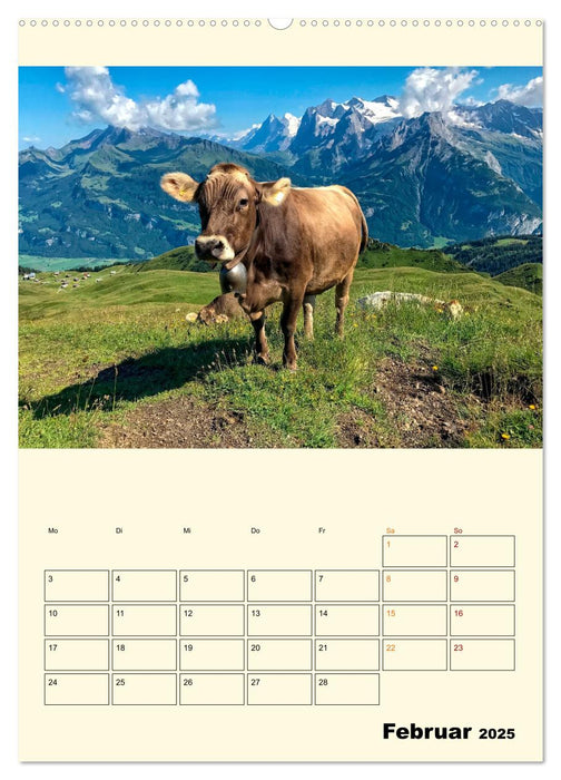 Glückliche Bergkühe (CALVENDO Premium Wandkalender 2025)