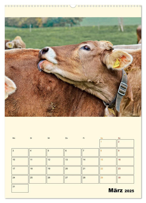 Glückliche Bergkühe (CALVENDO Premium Wandkalender 2025)