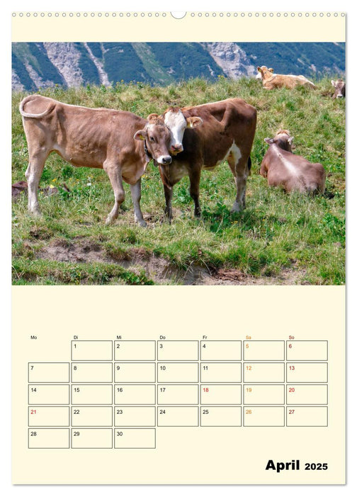 Glückliche Bergkühe (CALVENDO Premium Wandkalender 2025)