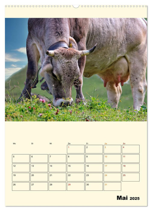 Glückliche Bergkühe (CALVENDO Premium Wandkalender 2025)