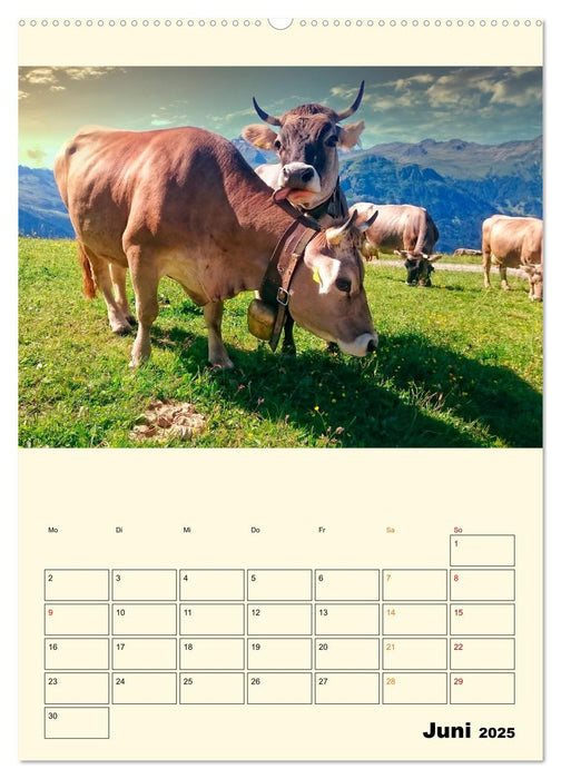 Glückliche Bergkühe (CALVENDO Premium Wandkalender 2025)