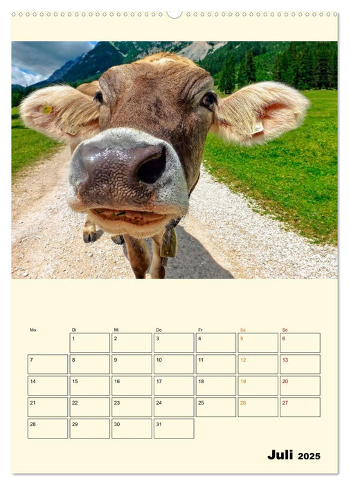 Glückliche Bergkühe (CALVENDO Premium Wandkalender 2025)