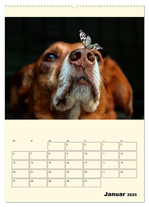 Lustig verrückt - der Tierkalender (CALVENDO Premium Wandkalender 2025)