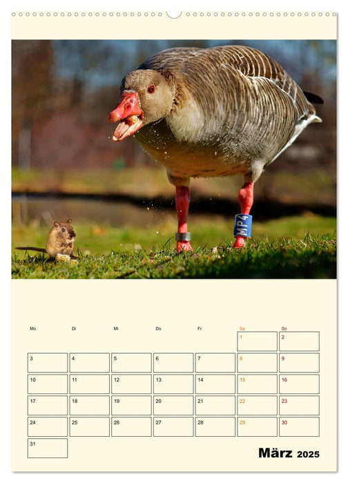 Lustig verrückt - der Tierkalender (CALVENDO Premium Wandkalender 2025)