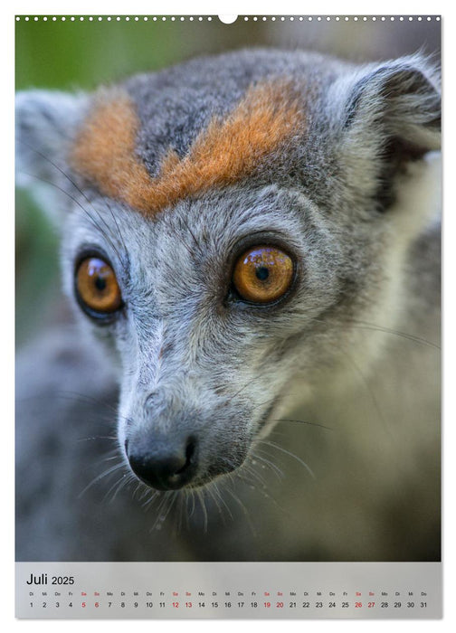 MADAGASKAR: Baobabs, Lemuren, Naturwunder (CALVENDO Premium Wandkalender 2025)