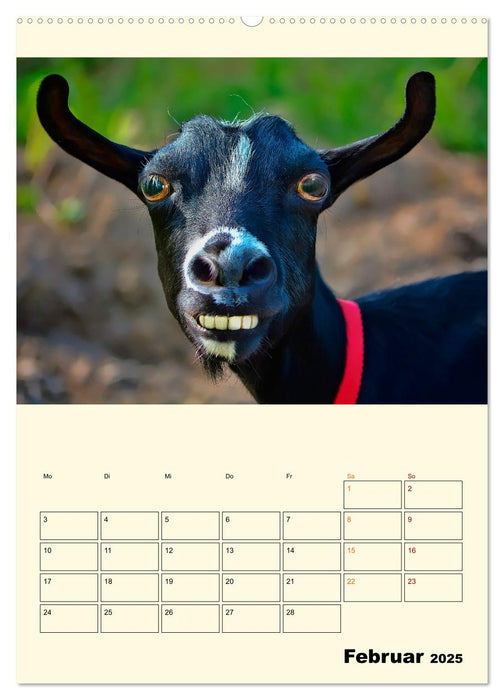 Lustig verrückt - der Tierkalender (CALVENDO Wandkalender 2025)