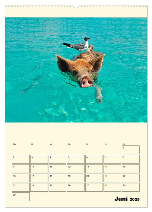 Lustig verrückt - der Tierkalender (CALVENDO Wandkalender 2025)