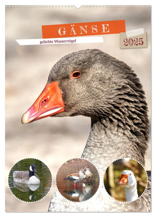 Gänse, geliebte Wasservögel (CALVENDO Wandkalender 2025)