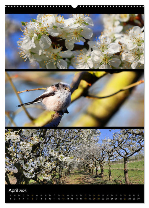 Bezaubernde Farben der Natur (CALVENDO Premium Wandkalender 2025)