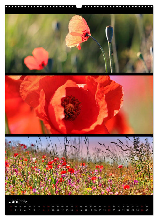 Bezaubernde Farben der Natur (CALVENDO Premium Wandkalender 2025)