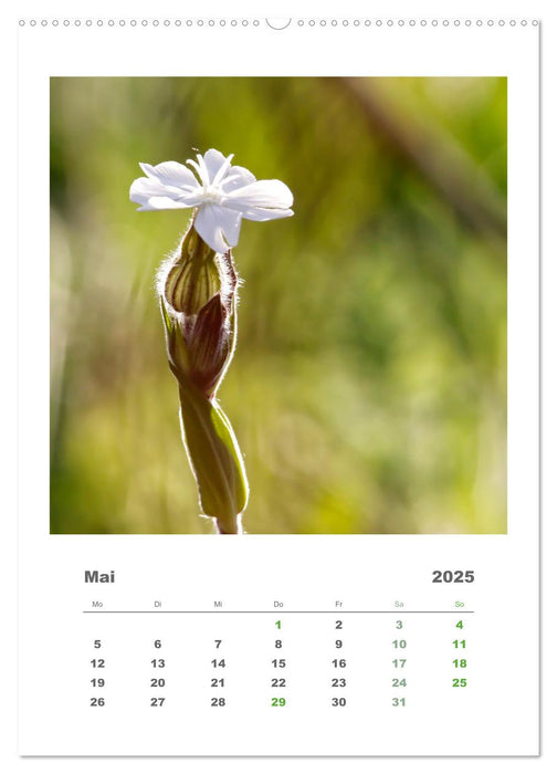 Minimalistisch, Gräser, Blüten, Blätter und Zweige im Fokus (CALVENDO Wandkalender 2025)