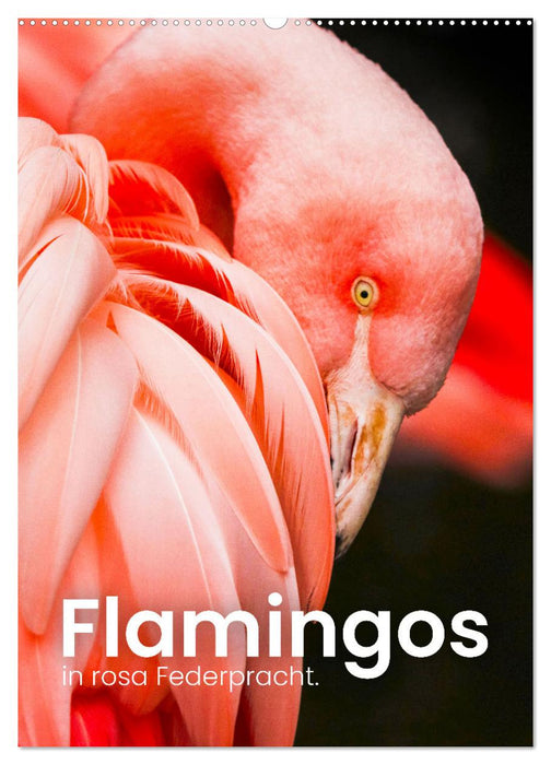 Flamingos in rosa Federpracht. (CALVENDO Wandkalender 2025)