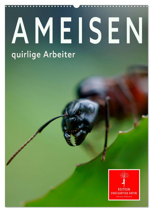 Ameisen quirlige Arbeiter (CALVENDO Wandkalender 2025)