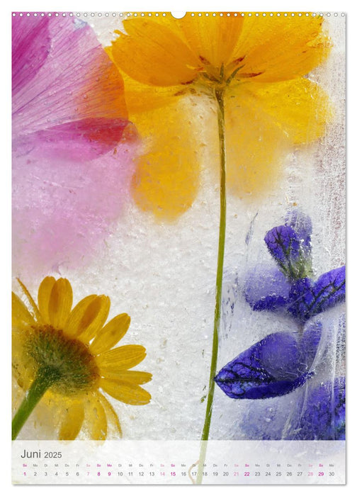 Blumen in Eis (CALVENDO Premium Wandkalender 2025)
