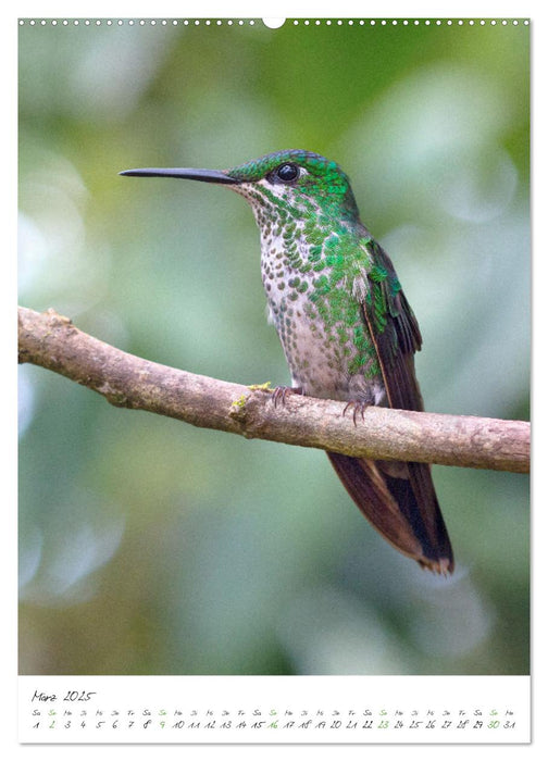 Costa Rica - Fantastische Vogelwelt (CALVENDO Premium Wandkalender 2025)
