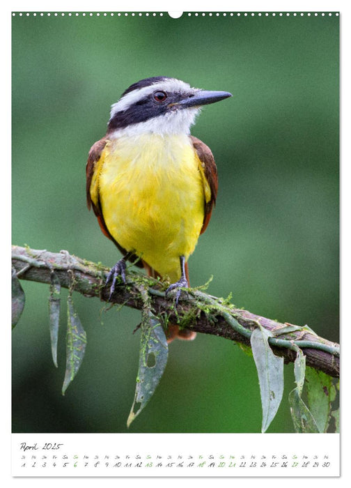 Costa Rica - Fantastische Vogelwelt (CALVENDO Premium Wandkalender 2025)