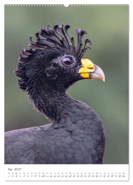 Costa Rica - Fantastische Vogelwelt (CALVENDO Premium Wandkalender 2025)