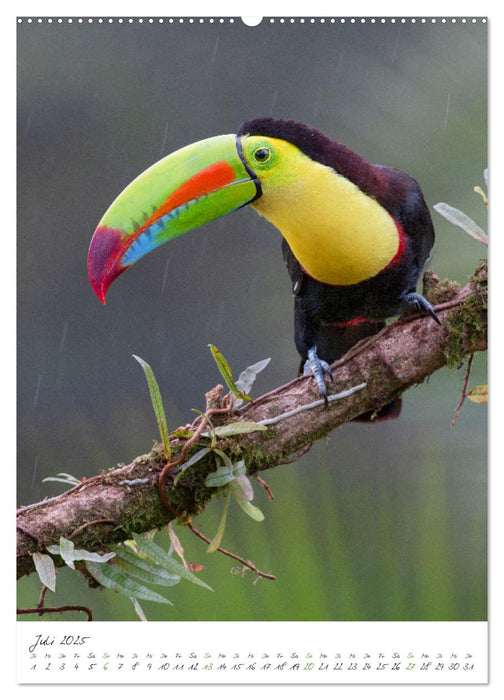 Costa Rica - Fantastische Vogelwelt (CALVENDO Premium Wandkalender 2025)