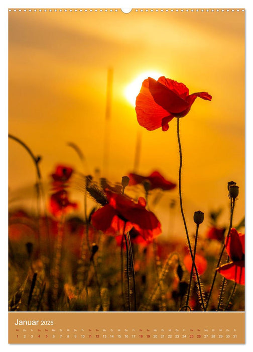 Mohnblumen - kraftvoll und zart (CALVENDO Premium Wandkalender 2025)