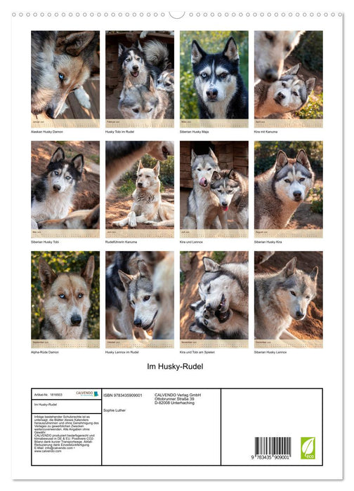 Im Husky-Rudel (CALVENDO Premium Wandkalender 2025)