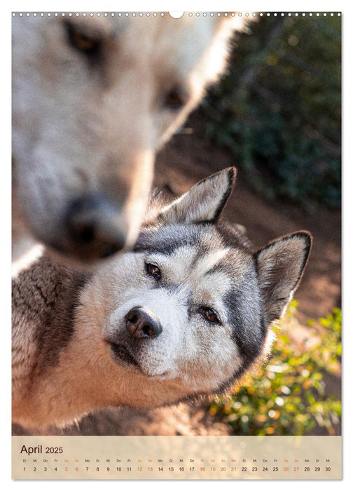 Im Husky-Rudel (CALVENDO Premium Wandkalender 2025)